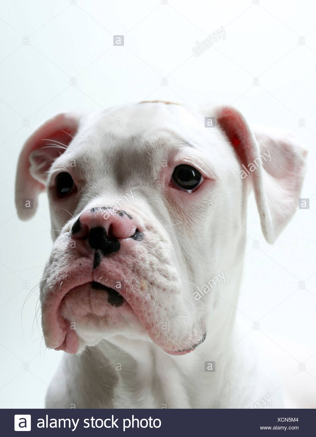 Close Up De Un Cachorro Boxer Blanco Fotografia De Stock Alamy