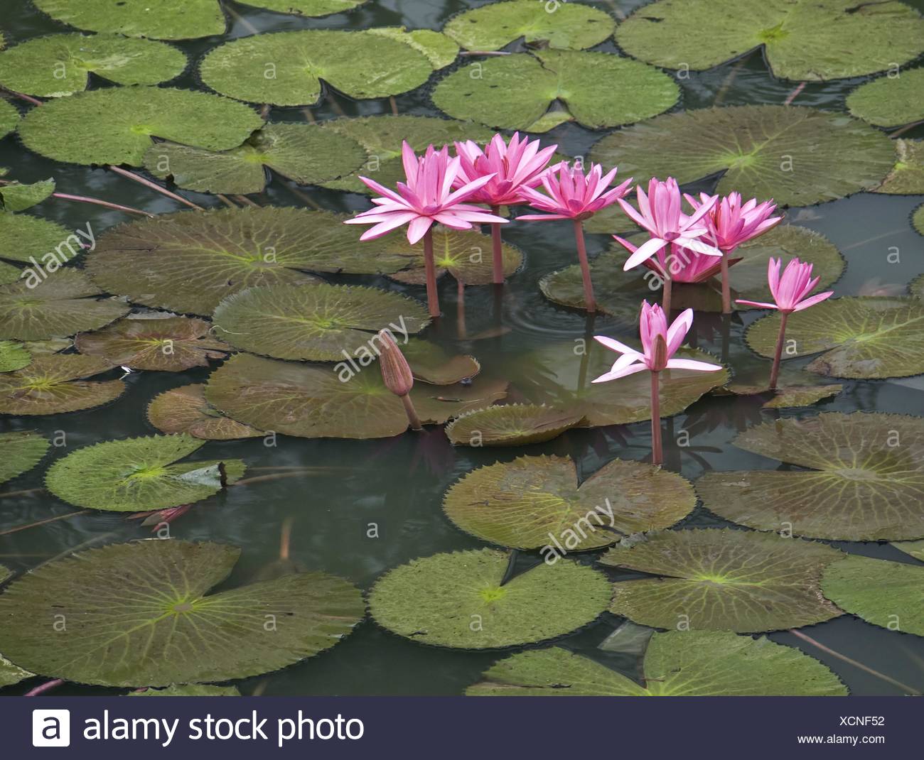 Lily Asia Viet Nam Vietnam Lotus Planta Acuatica Hermosa Flor De