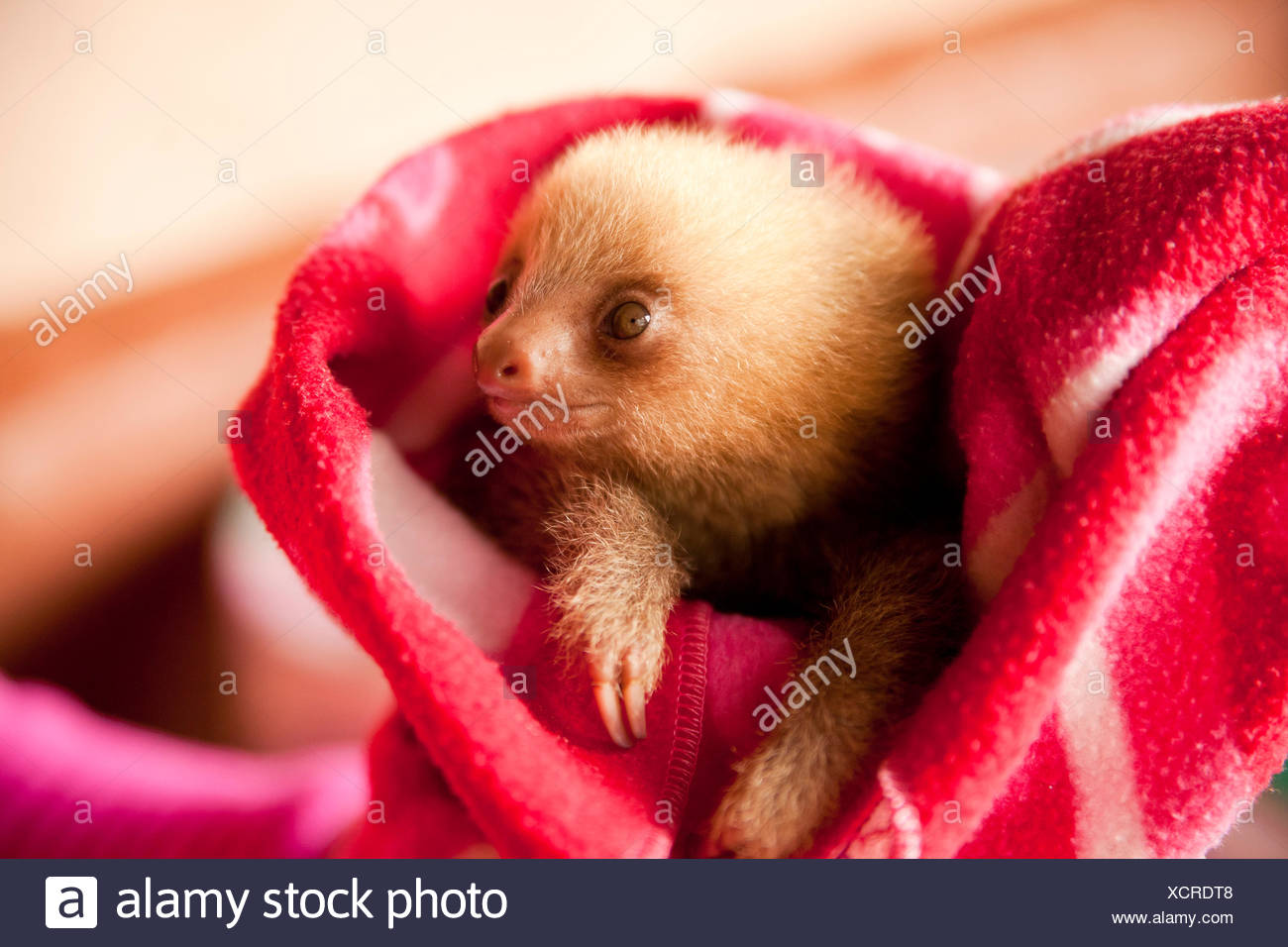 Tres dedos cada-perezoso (Bradypus), joven en una manta, tucán Rescue Ranch, San Isidro de Heredia, Costa Rica, Centroamérica Foto de stock