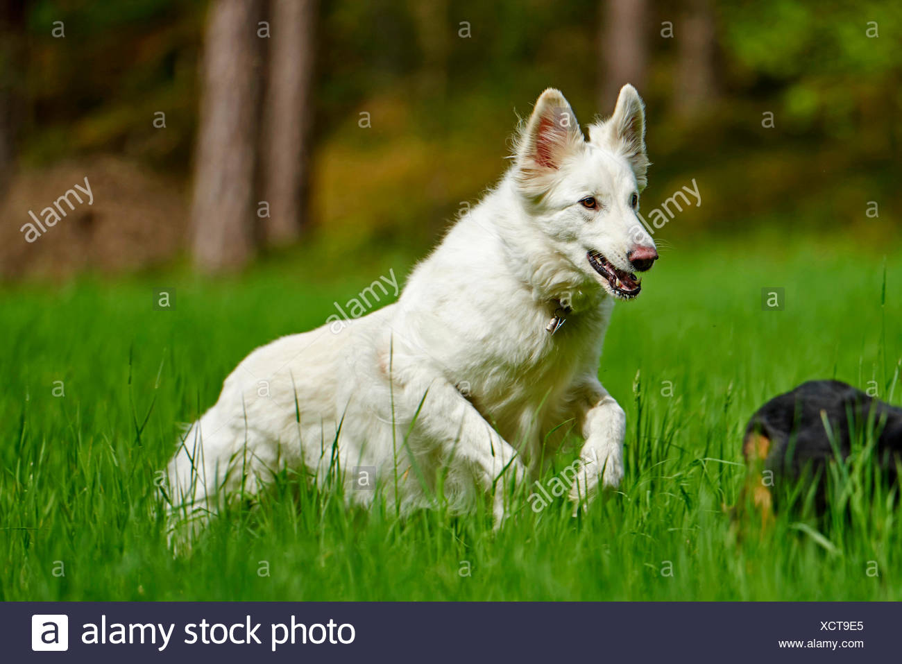 Berger Blanc Suisse (Canis lupus familiaris) f., BERGER BLANC SUISSE corriendo en una pradera, Alemania Foto de stock