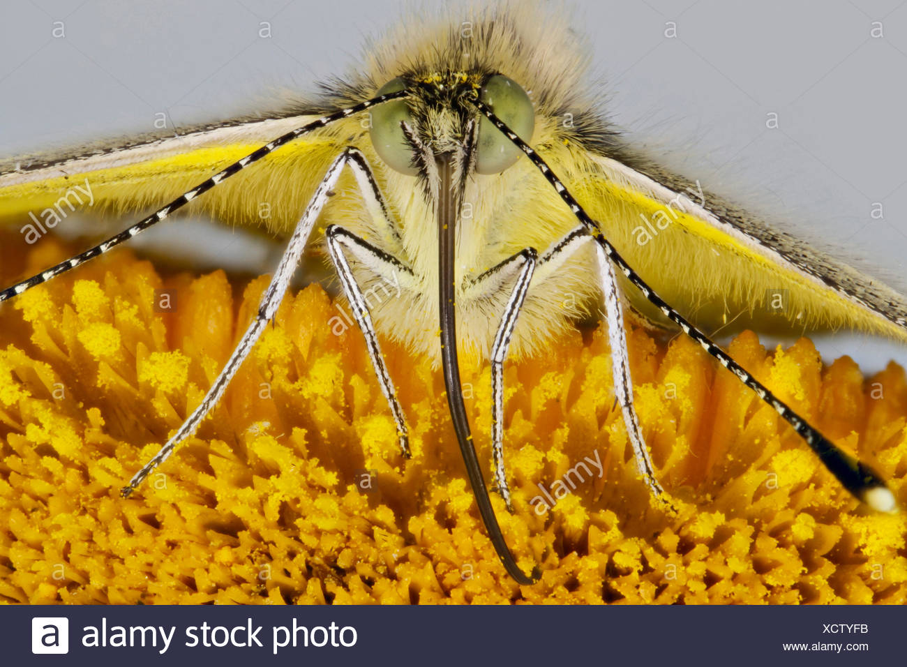 Gran blanco (Pieris brassicae), chupar néctar de una telekia, Alemania, en el Estado federado de Mecklemburgo-Pomerania Foto de stock