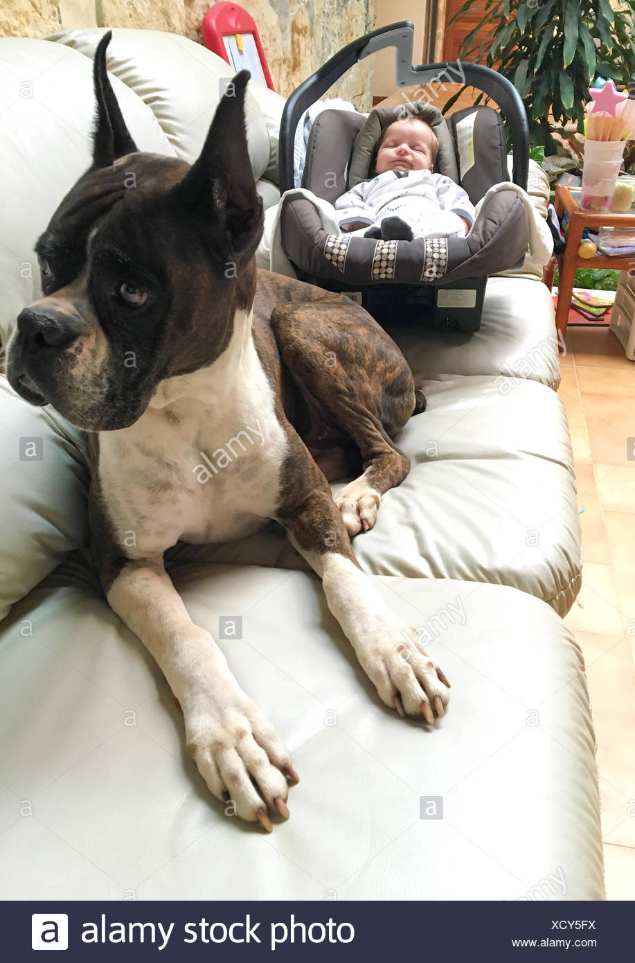Perro Boxer Y Recien Nacido Fotografia De Stock Alamy