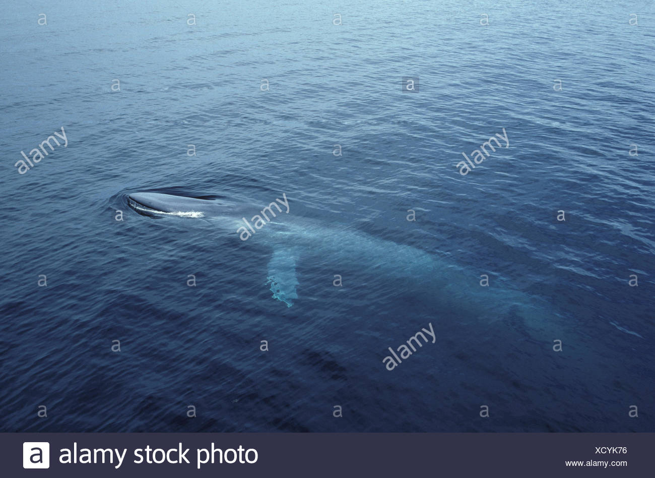 La ballena azul (Balaenoptera musculus Foto de stock