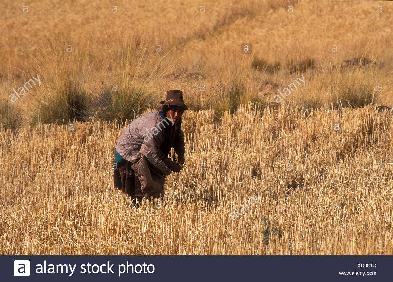 Farmer, una mujer del pueblo indígena Quechua en el trabajo en su campo, Perú, América del Sur Foto de stock