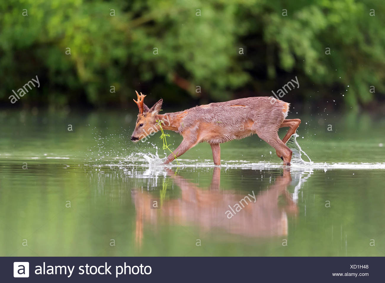 El corzo (Capreolus capreolus), joven roebuck caminar a través de aguas poco profundas, Noruega Foto de stock