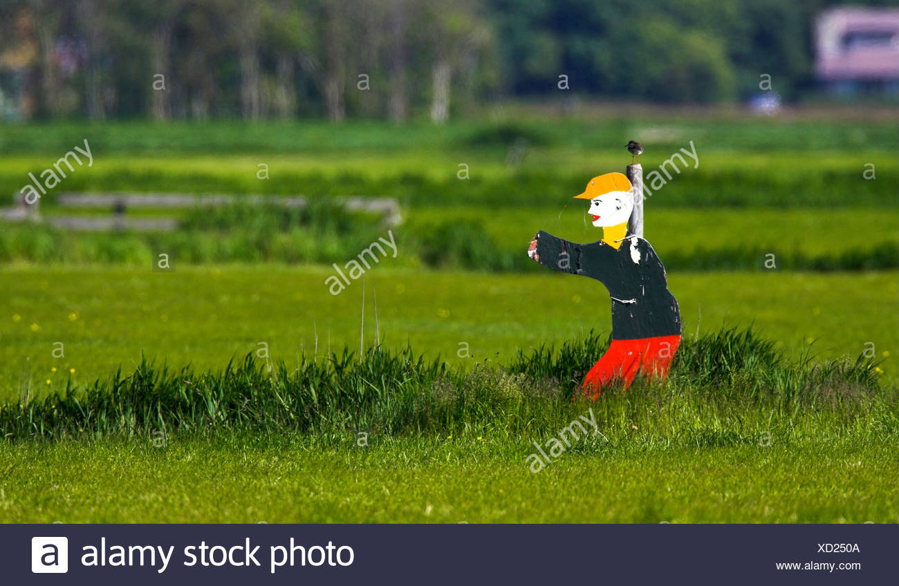 Espantapájaros en un campo, Holanda, Texel Foto de stock