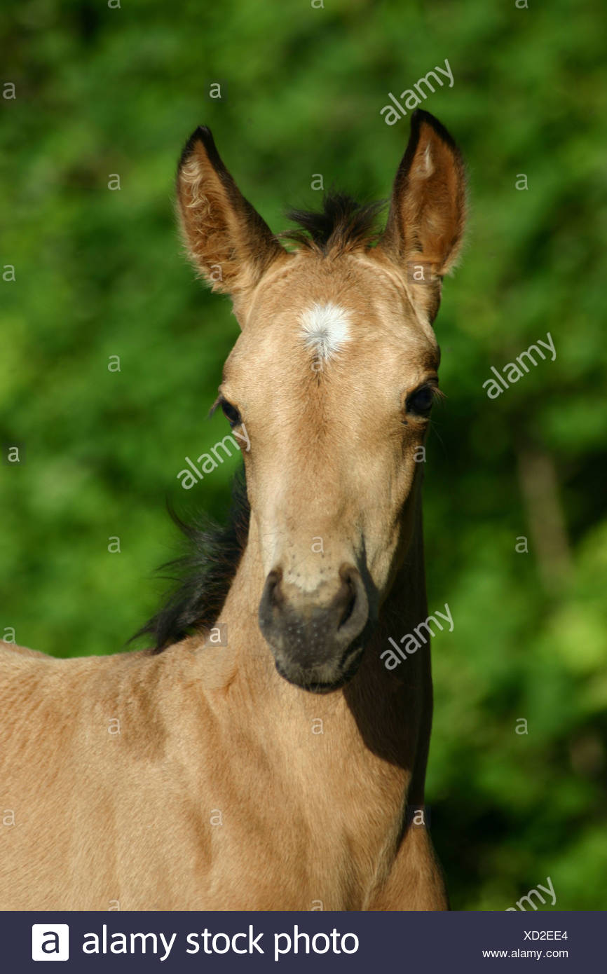 Potro de Paso Fino Foto de stock