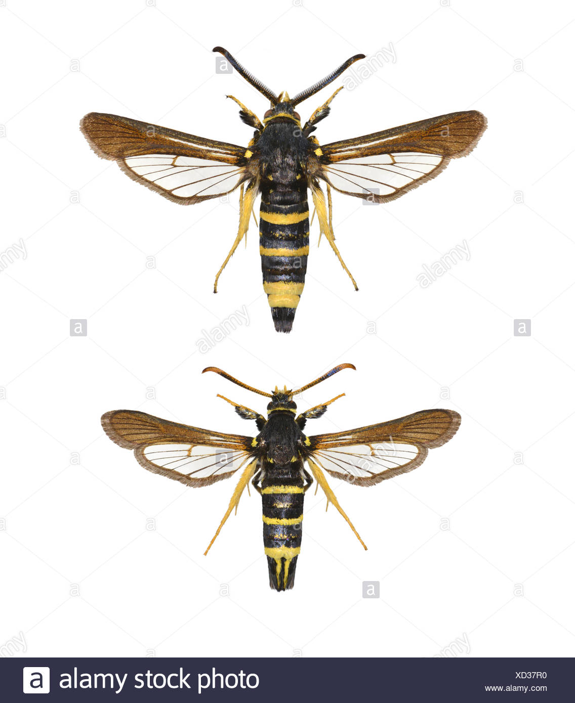 Dusky Clearwing Paranthrene Tabaniformis Fotos e Imágenes de stock Alamy
