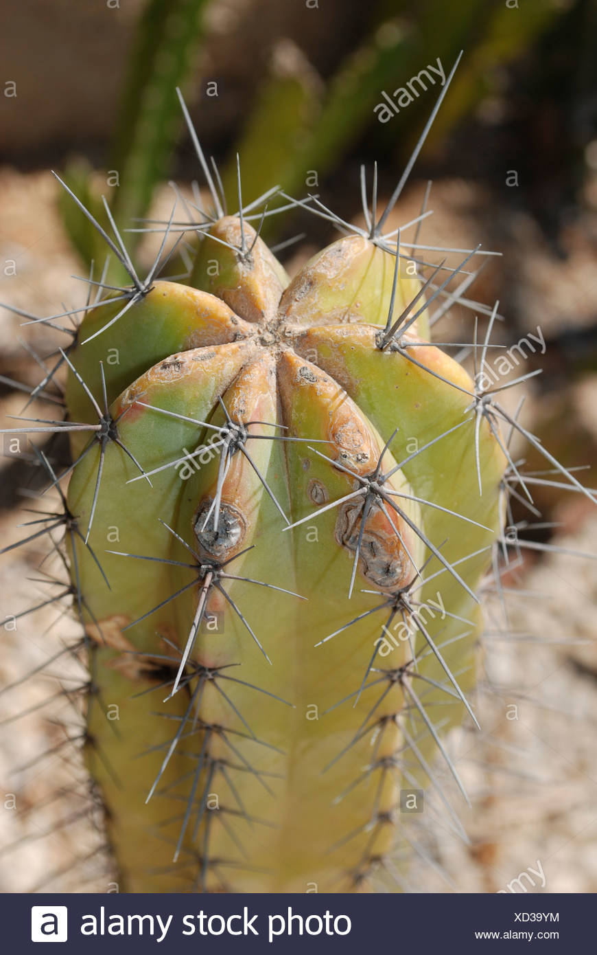 Myrtillocactus geometrizans Cactus Arándano arándano o cactus vela azul Foto de stock