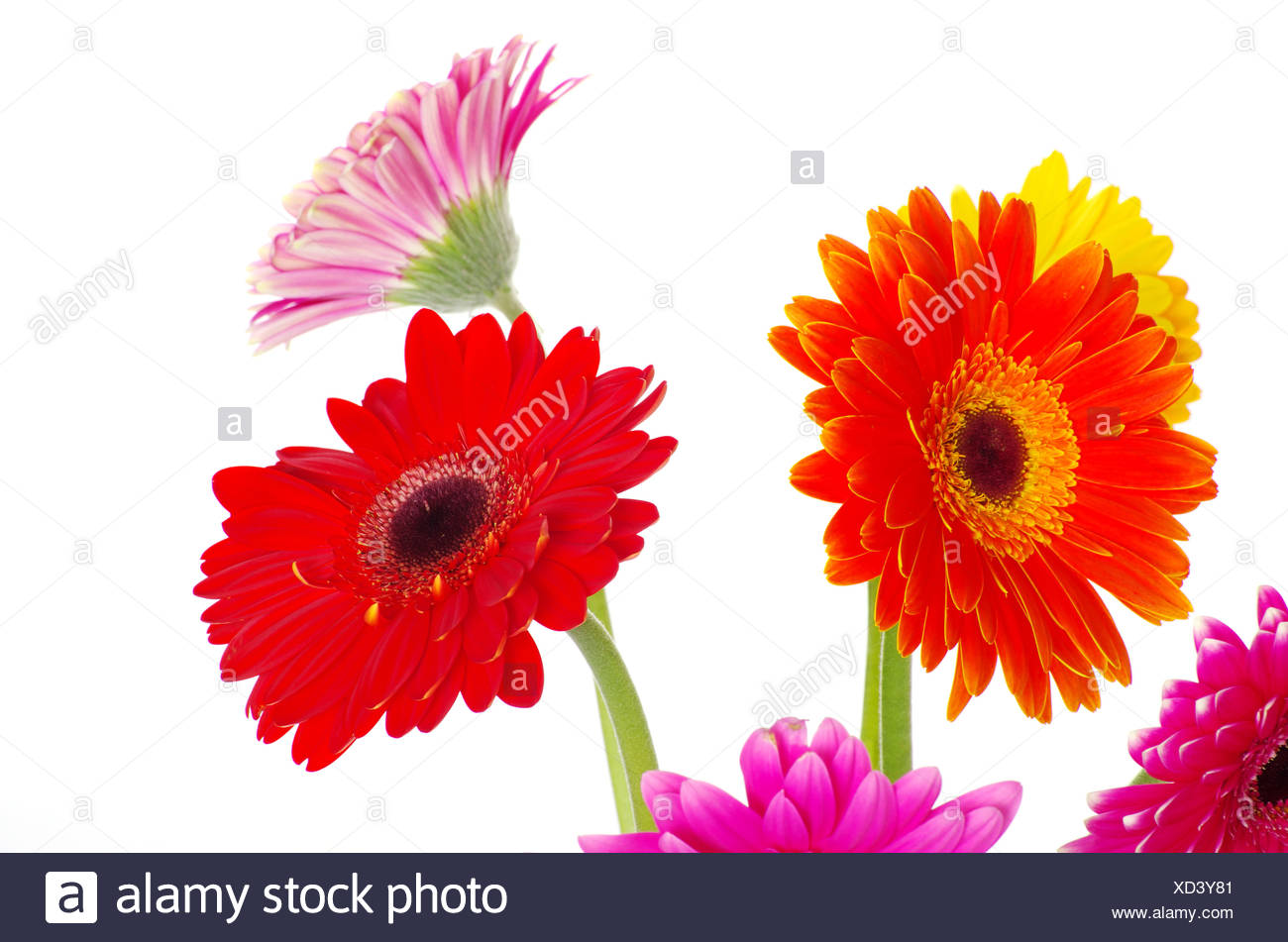 Imagenes Flores Gerberas | flores gerberas