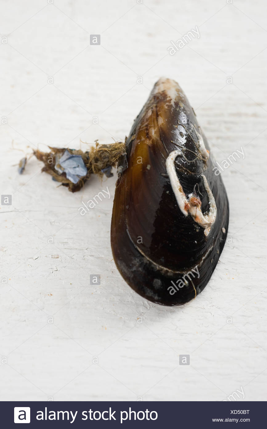 Mejillón fresco Foto de stock