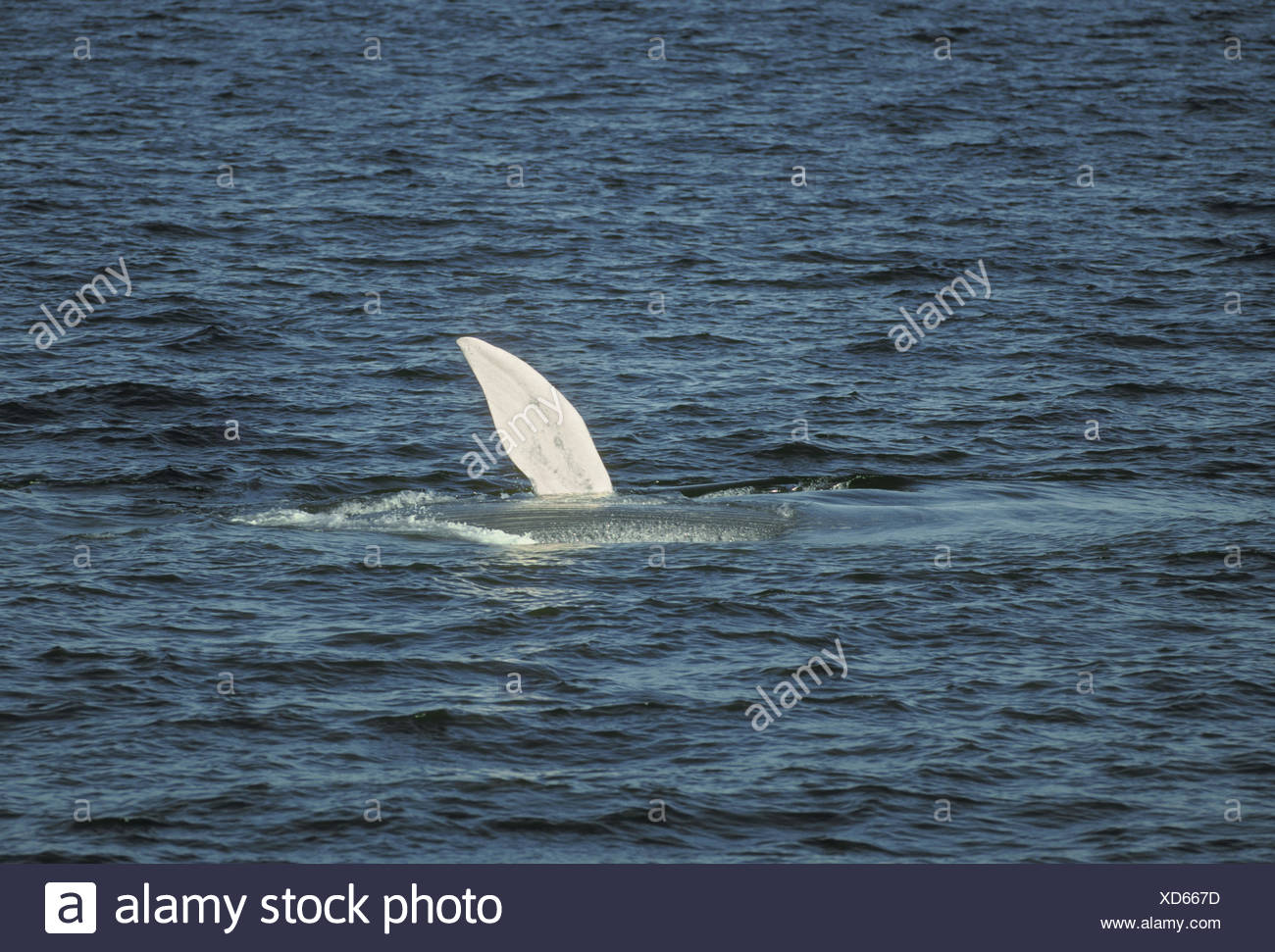 La ballena azul (Balaenoptera musculus Foto de stock