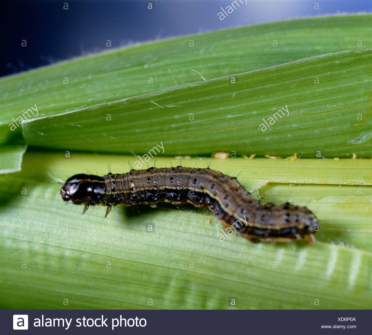 El gusano cogollero (LAPHYGMA FRUGIPERDA; Spodoptera frugiperda) LARVA