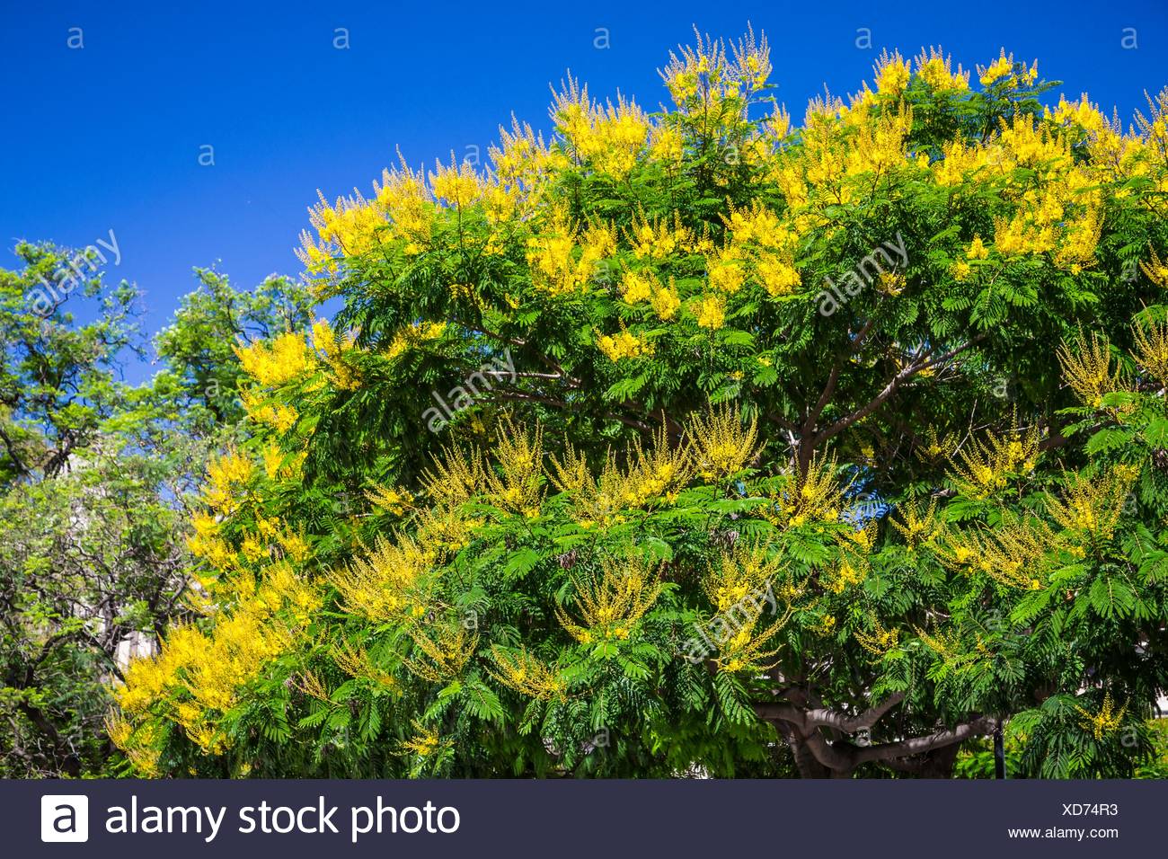 Un Arbol Decorativo Con Flores Amarillas En La Plaza Lavalle En Buenos Aires Argentina Sudamerica Fotografia De Stock Alamy