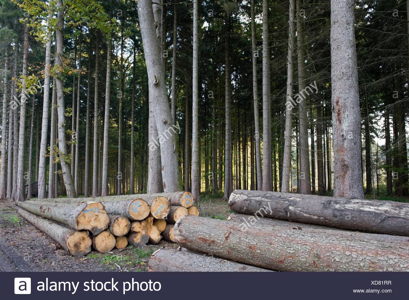 Cosecha de madera, bosque cultivado, Schleswig-Holstein, Alemania ...