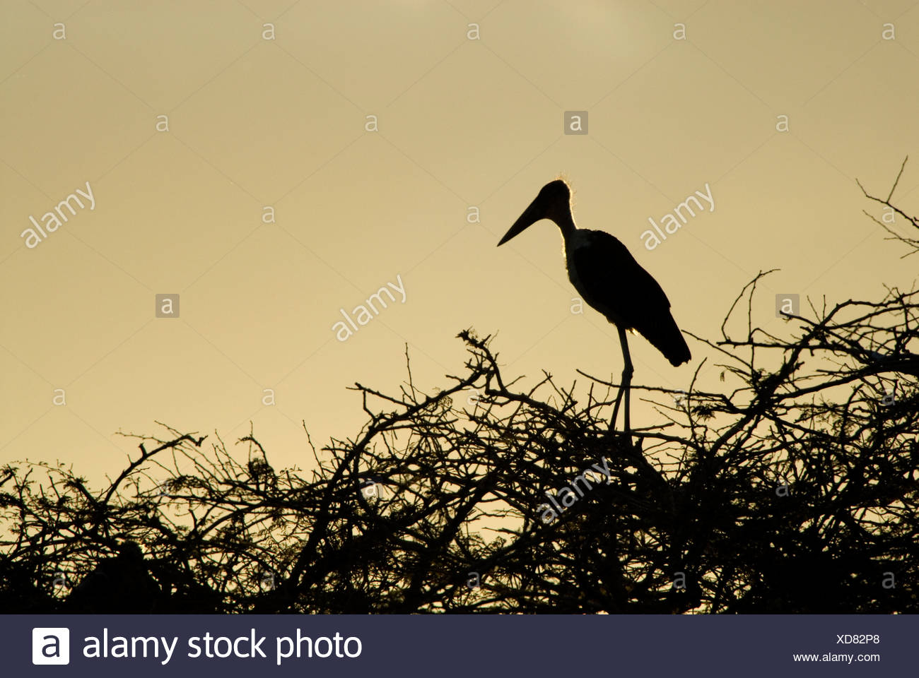 Leptoptilos crumeniferus Marabou Stork Lago Awasa Etiopía Foto de stock