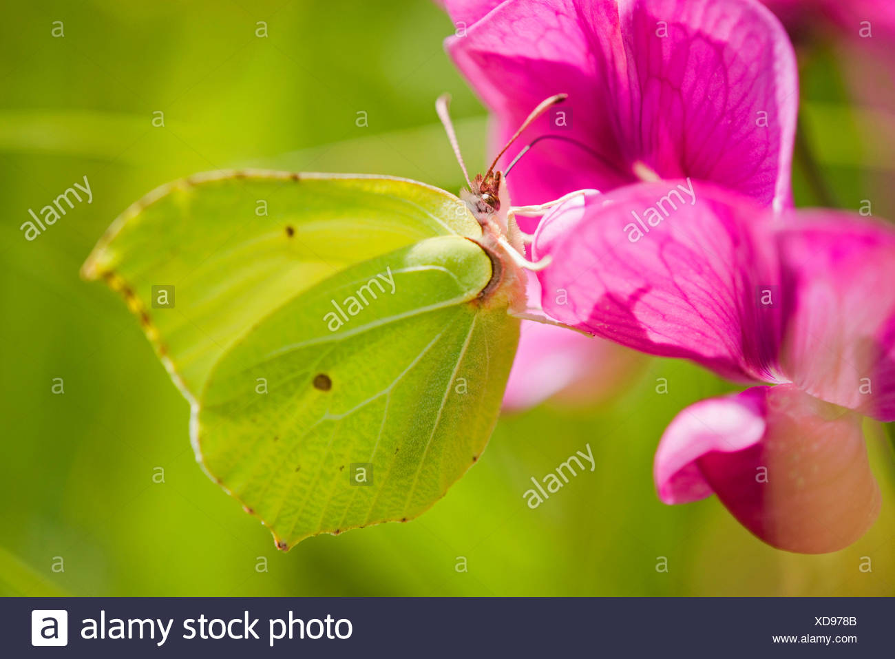 Brimstone (Gonepteryx rhamni), chupando el néctar de una flor de una planta perenne peavine, Alemania Foto de stock