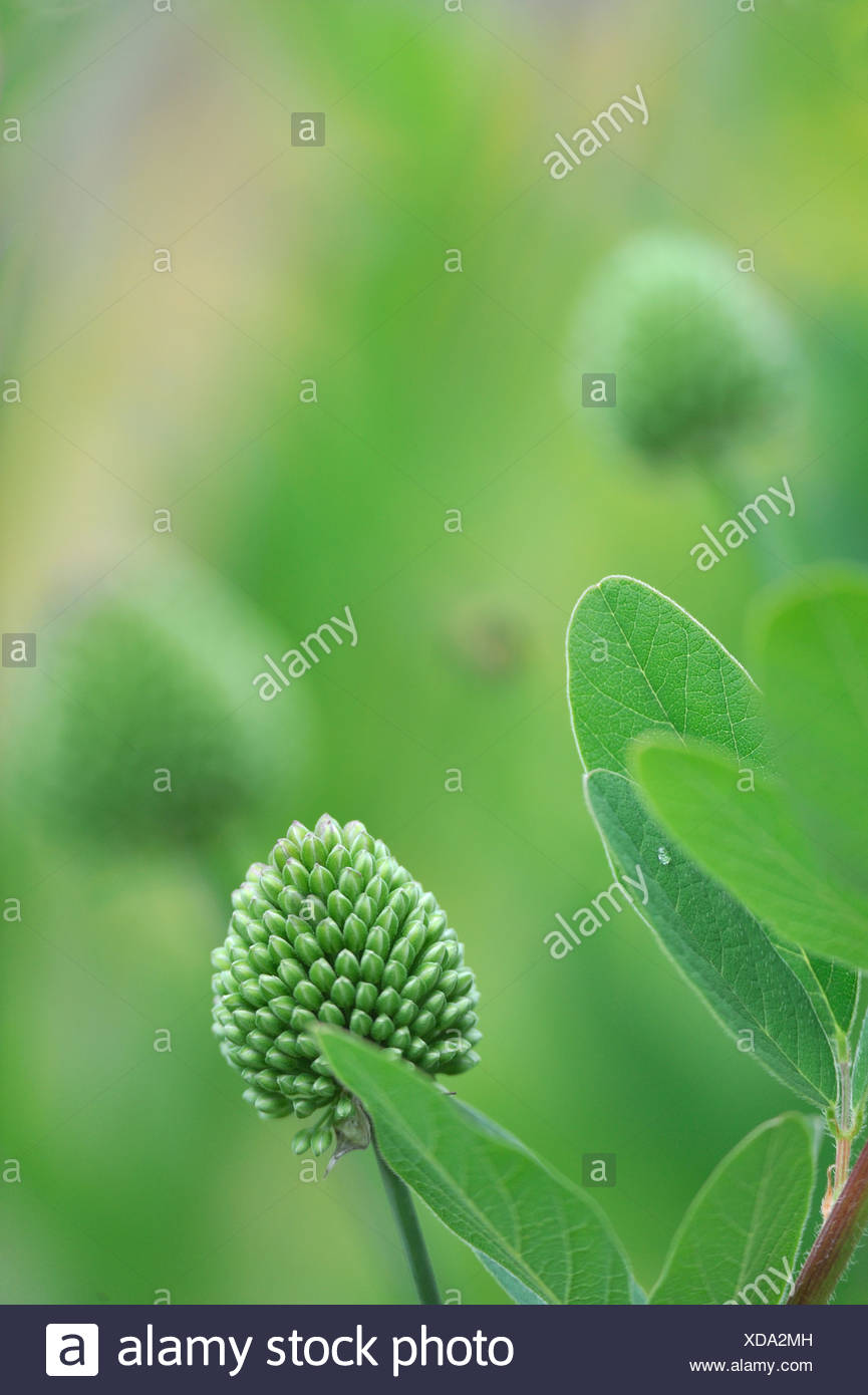 Escandinavia, Suecia, Vastergotland, Capullo, close-up Foto de stock