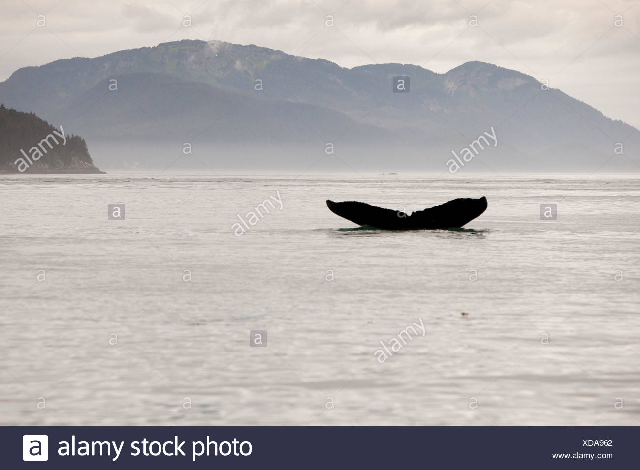 Entre montañas, la aleta de cola de una ballena jorobada, Megaptera novaeangliae, incumple el agua. Foto de stock
