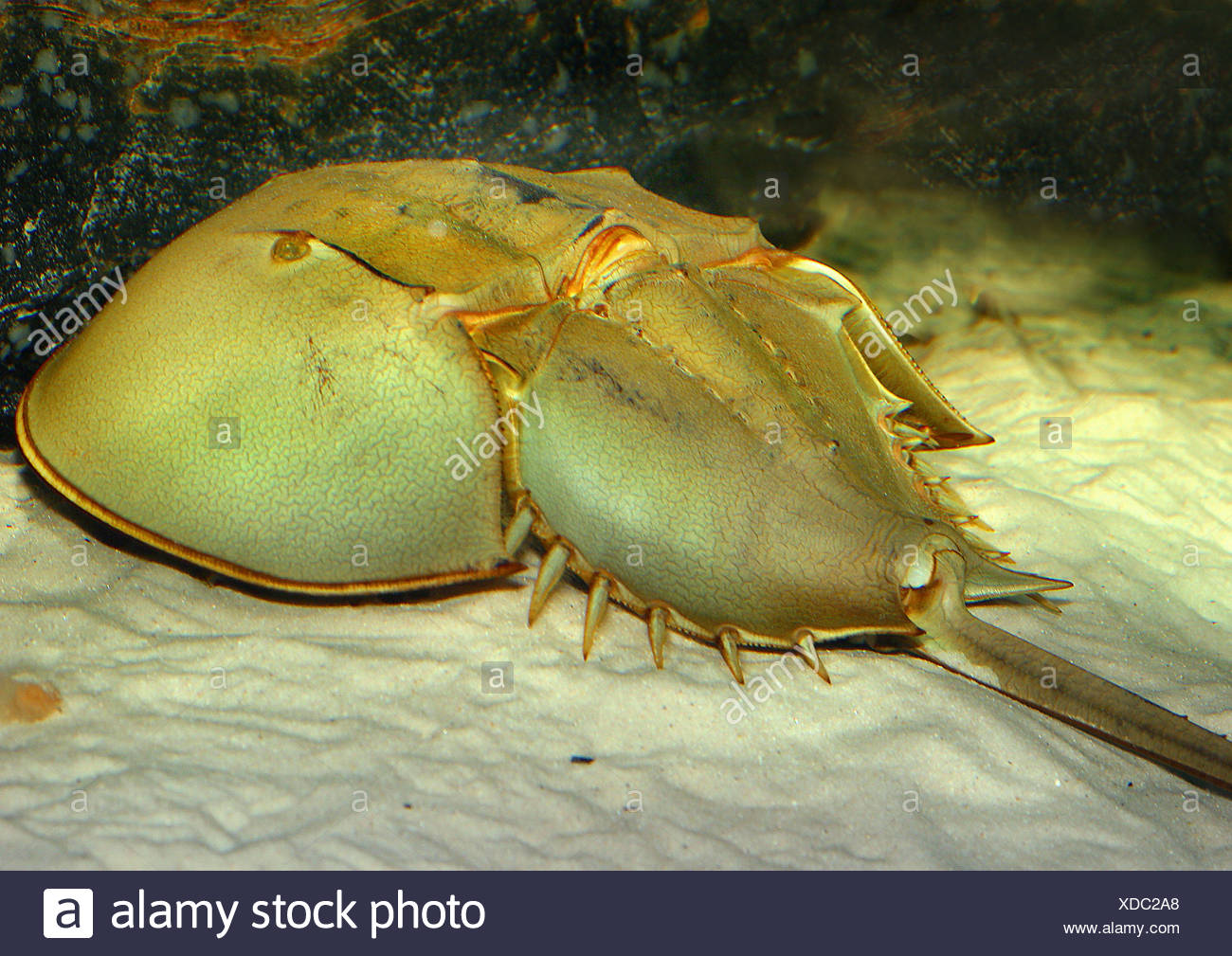 Cangrejo herradura en el fondo del mar Fotografía de stock Cangrejo Herradura Fotos e Imágenes de stock Alamy