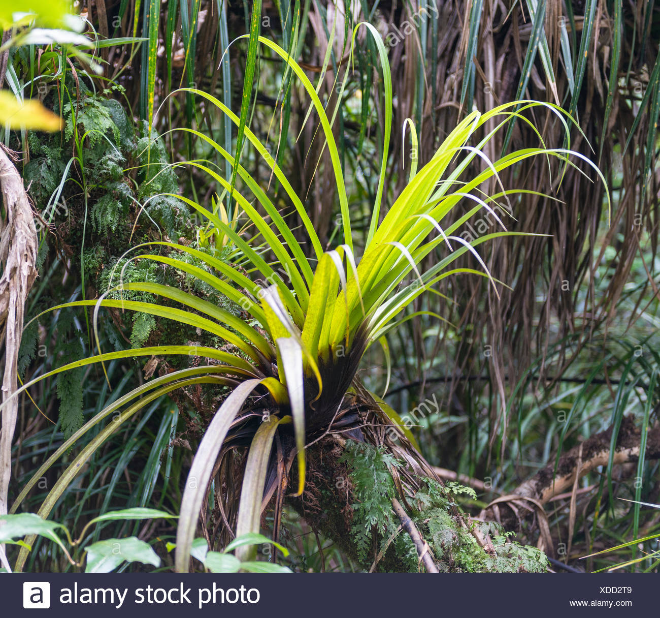 Planta epífita sobre troncos de árboles, la vegetación en el Bosque de