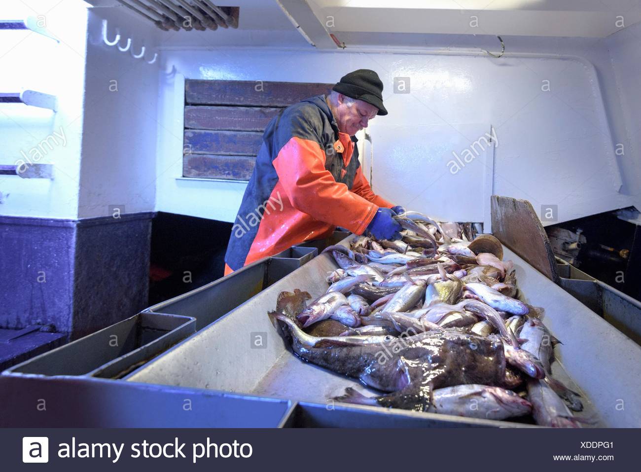Pescador clasificando pescado en el arrastrero Foto de stock