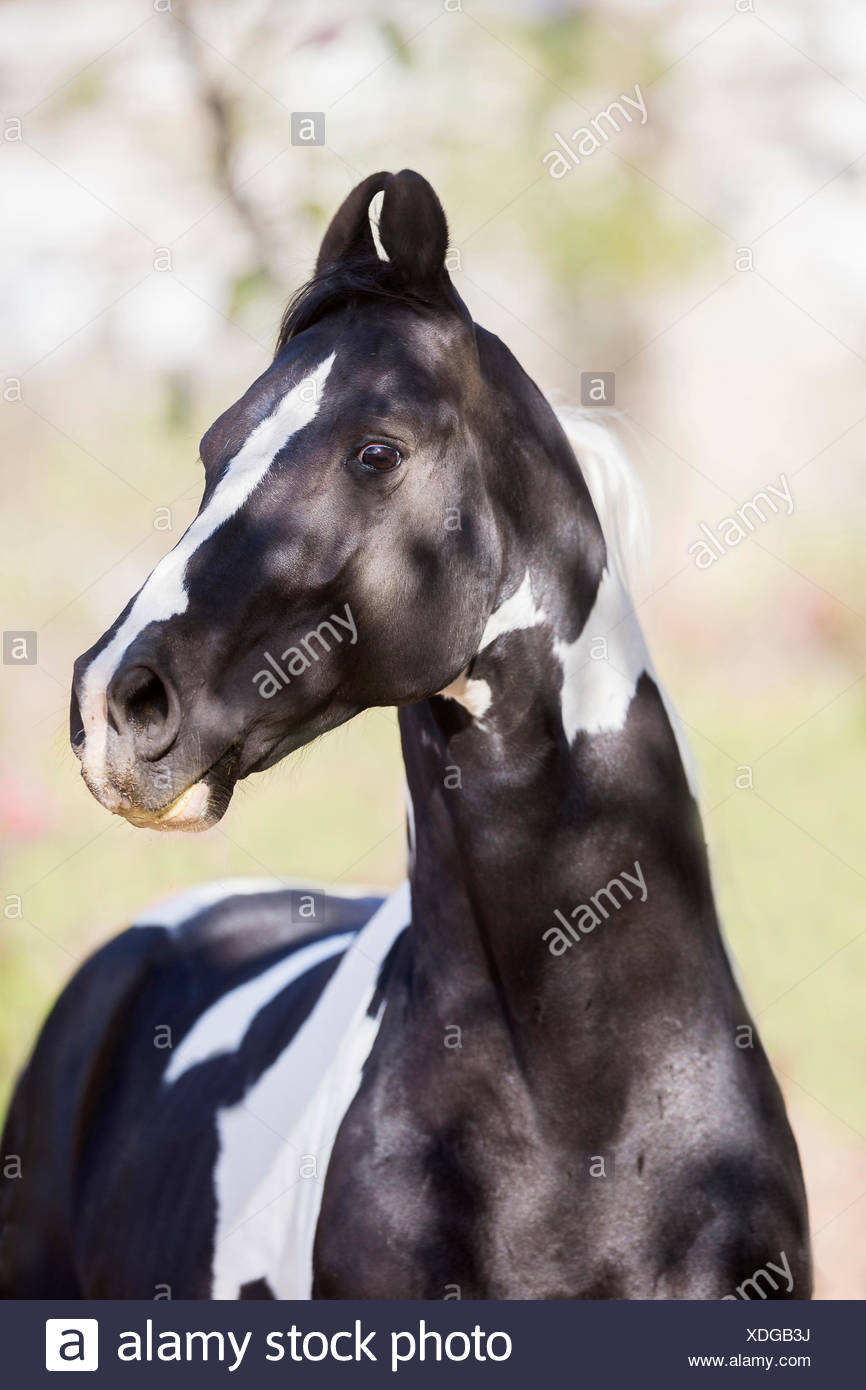 https://c8.alamy.com/compes/xdgb3j/caballo-marwari-retrato-de-semental-piebald-la-india-xdgb3j.jpg