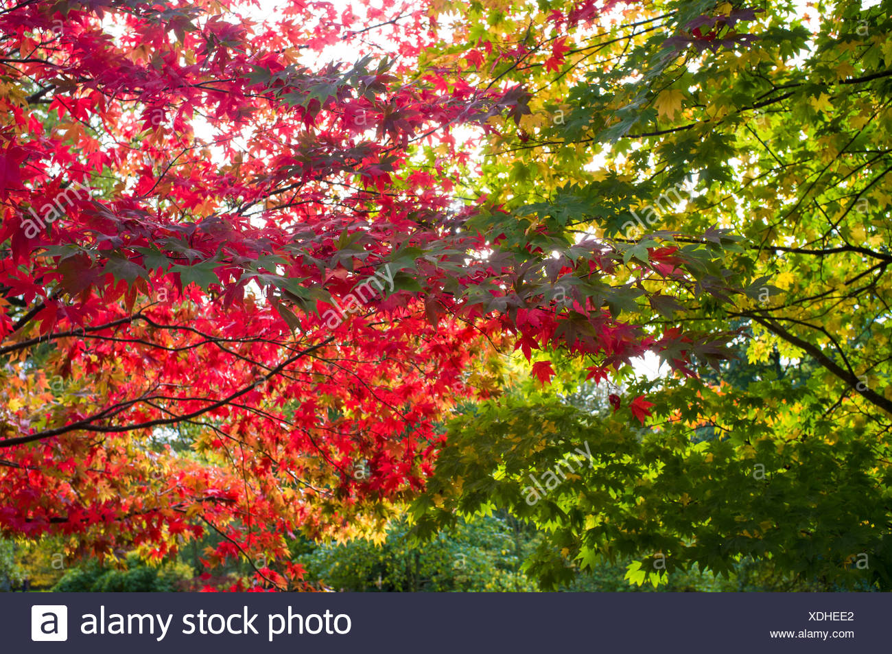 Las Hojas Verdes Y Rojos De Los Arboles Fotografia De Stock Alamy