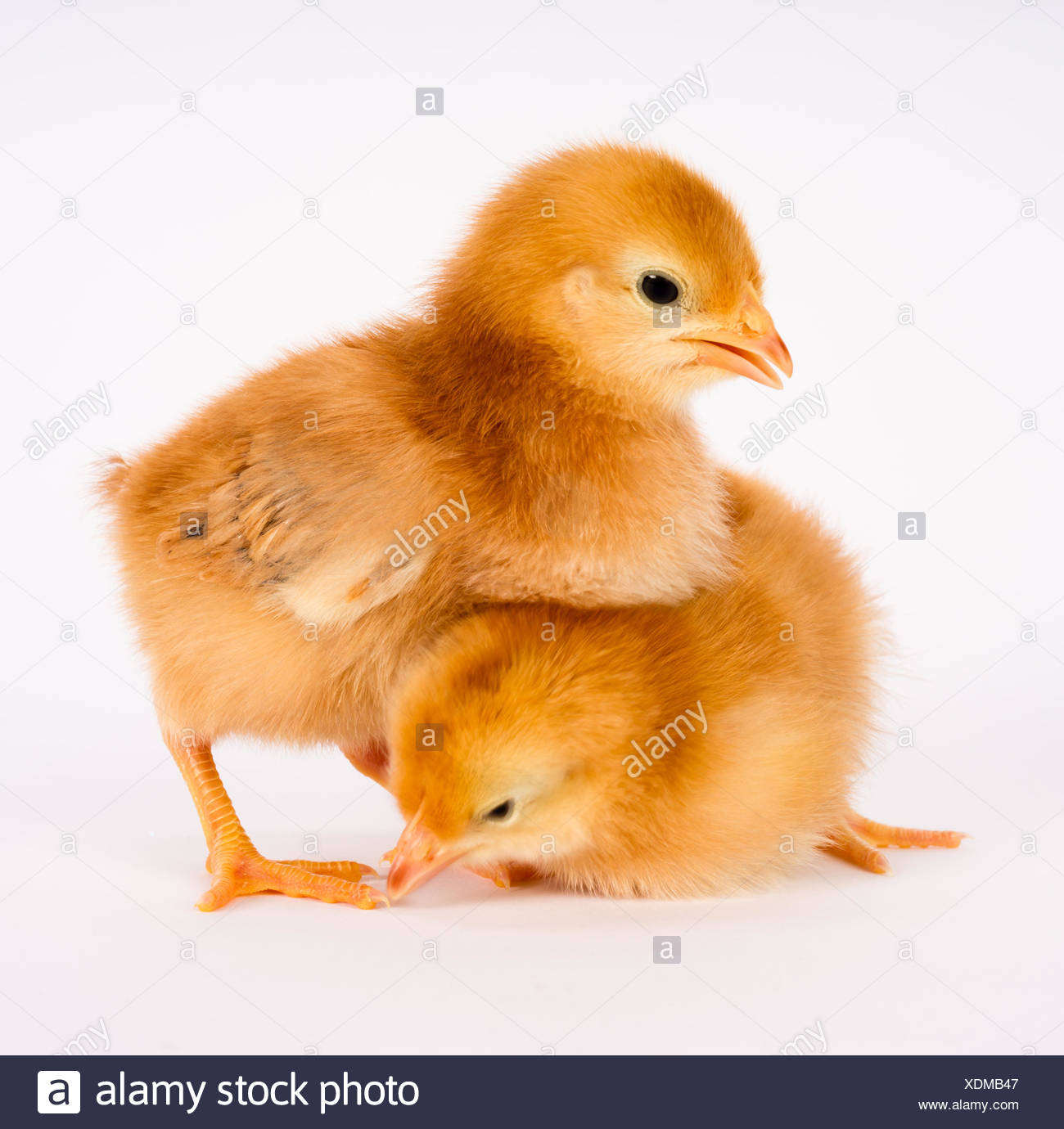 Un Bebe De Rhode Island Red Chicken Stands Con Hermano De Solo Unos Pocos Dias De Antiguedad Fotografia De Stock Alamy Un Bebe De Rhode Island Red Chicken Stands Con Hermano De Solo Unos Pocos Dias De Antiguedad Fotografia De Stock Alamy