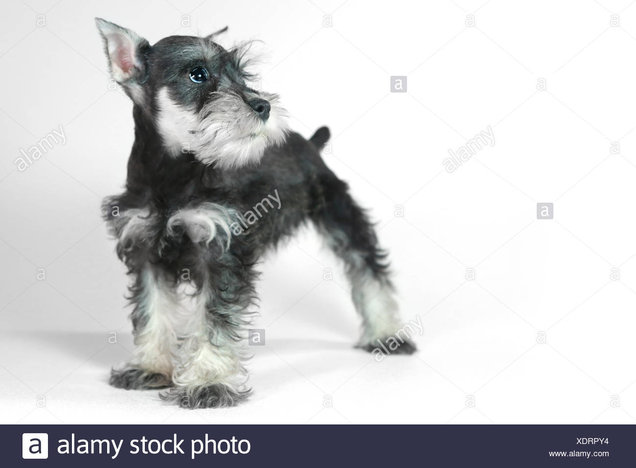 Bebe Lindo Perrito Schnauzer Miniatura En Blanco Fotografia De Stock Alamy Bebe Lindo Perrito Schnauzer Miniatura En Blanco Fotografia De Stock Alamy