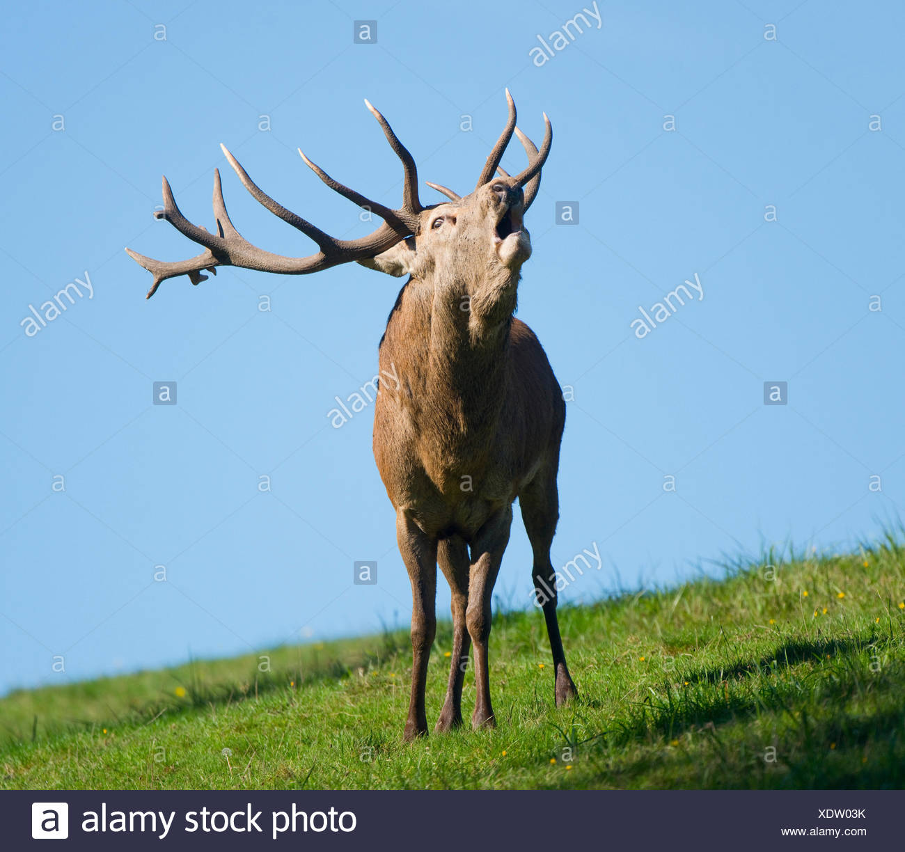 Ciervo rojo (Cervus elaphus), Stag, mugidos durante el badén, cautivo, Baja Sajonia, Alemania Foto de stock
