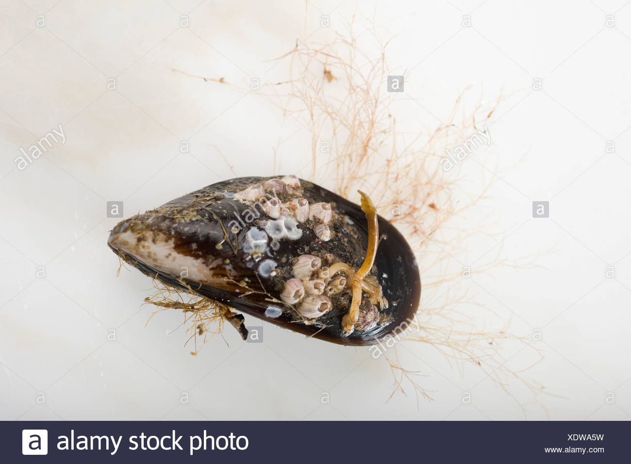 Mejillón fresco Foto de stock