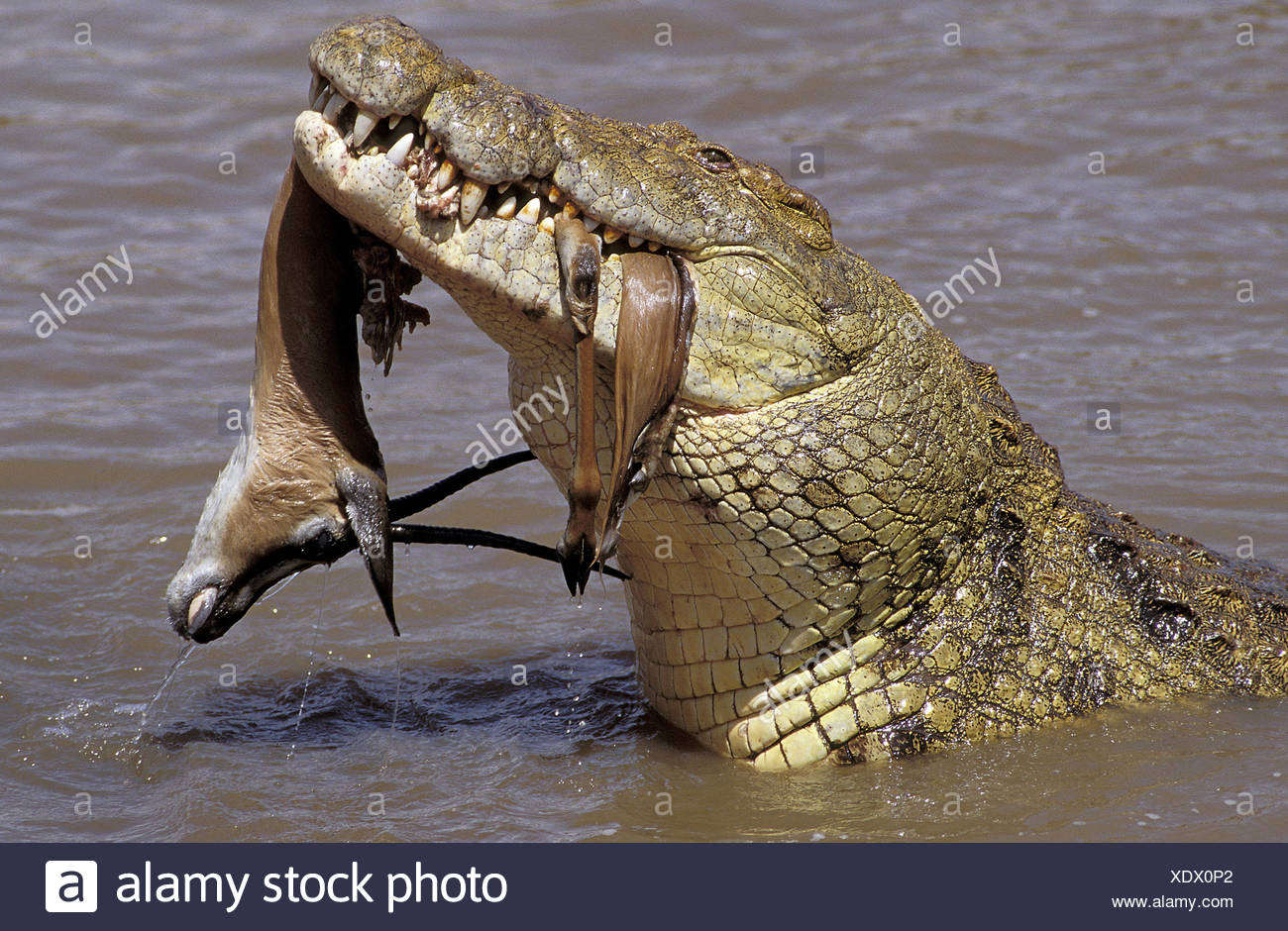 Zoología Animales Reptiles Cocodrilos El Cocodrilo Del Nilo