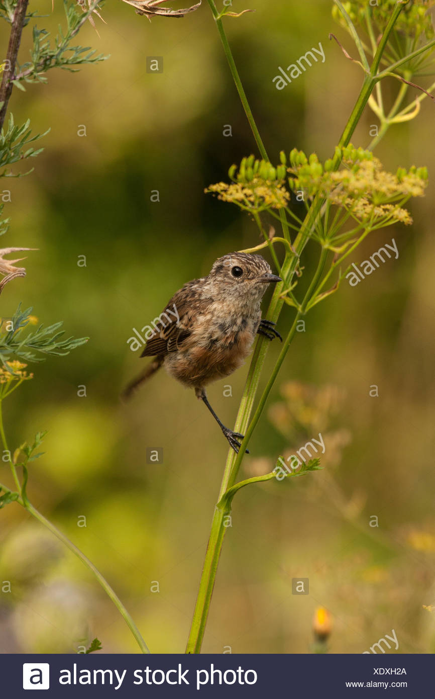 Joven Tarabilla Comun Fotografia De Stock Alamy