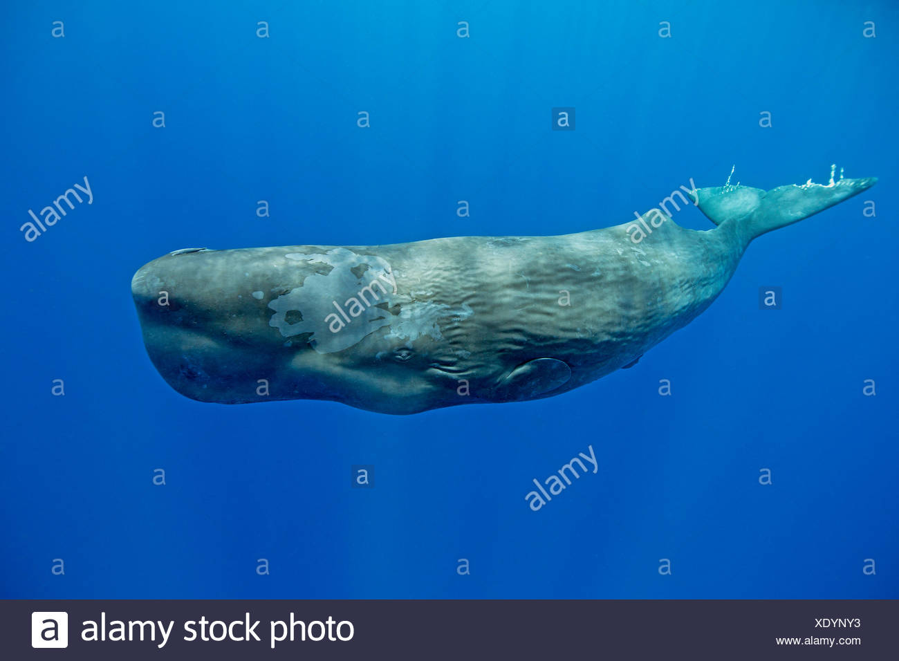 Cachalote, Physeter macrocephalus, Mar Caribe Dominica Foto de stock