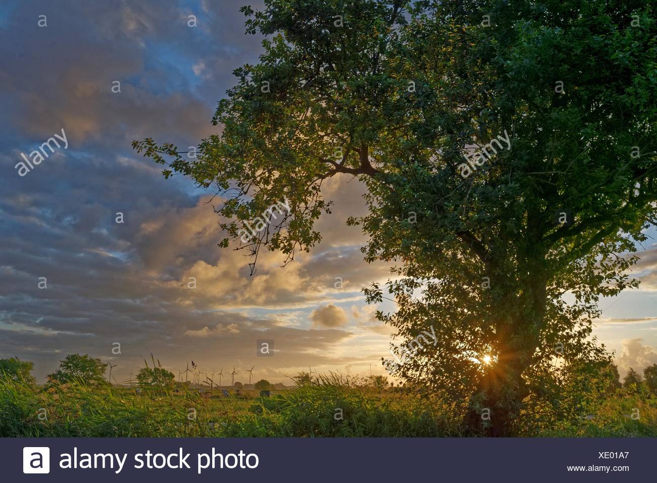 Ocaso sobre el paisaje rural con turbinas de viento en la distancia, Baja Sajonia, Alemania Foto de stock