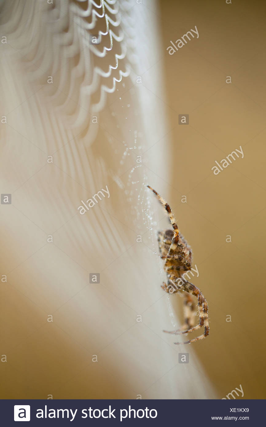 Una vista lateral de una araña tejedora de Orb en su web cubierto de rocío, en el oeste de Oregon, USA (Araneidae) Foto de stock
