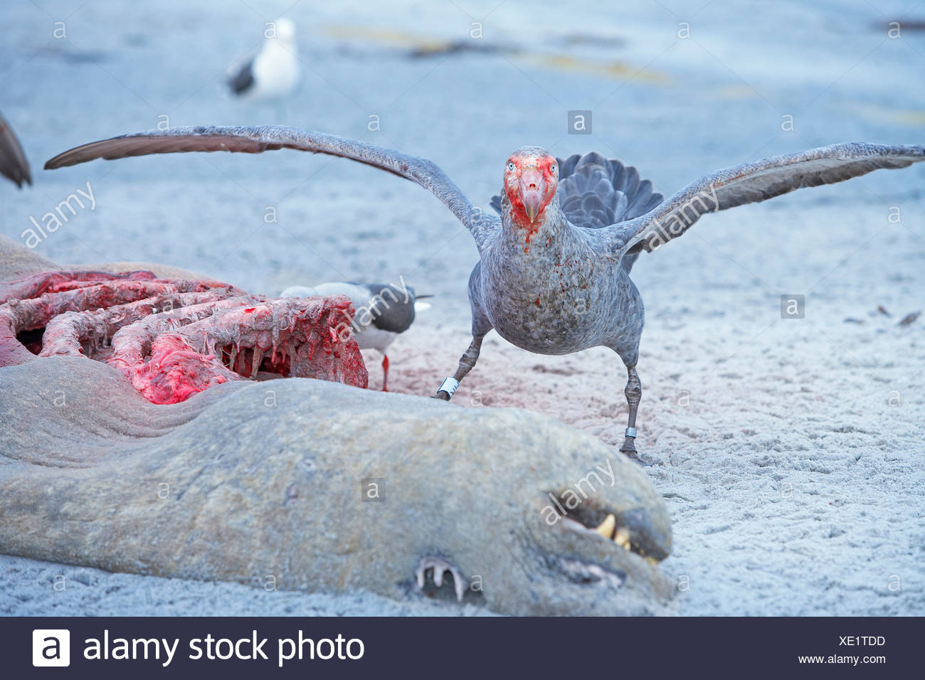 Petrel Gigante Macronectes Giganteus Alimentandose De Un Cadaver