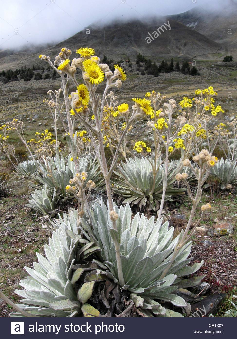 Planta De Flor En Flor Florecer Bloom Floreciente America Del Sur
