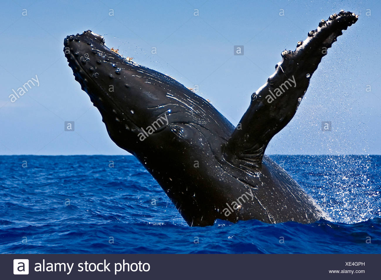 La ballena jorobada, Megaptera novaeangliae Foto de stock