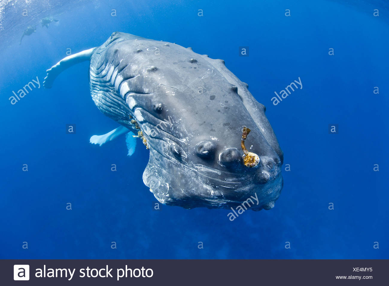 La ballena jorobada, Megaptera novaeangliae, Banco de Plata, Océano Atlántico, República Dominicana Foto de stock