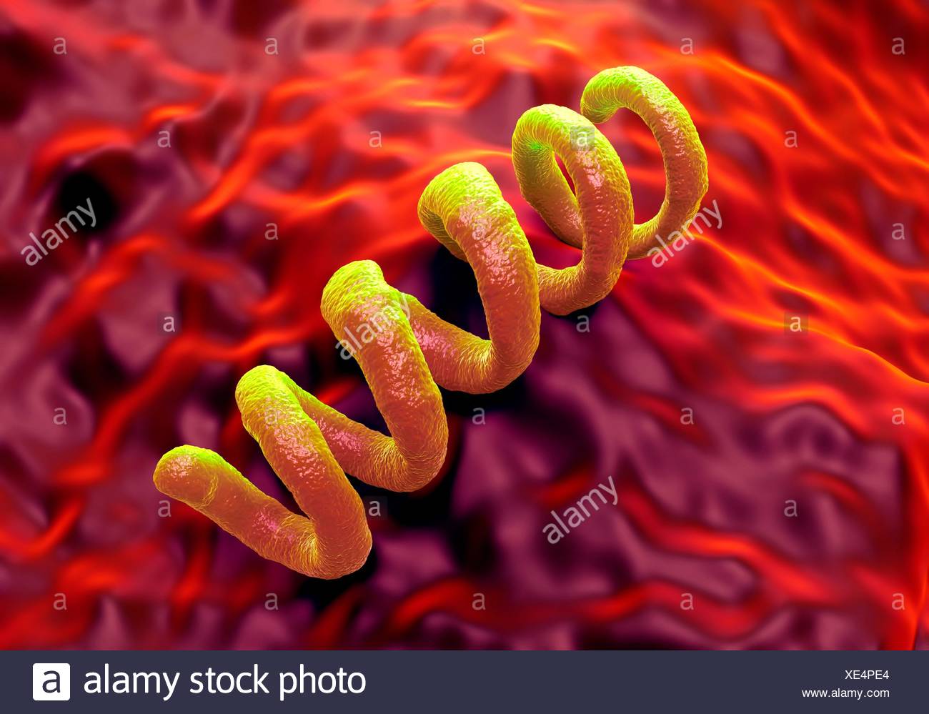 Treponema Pallidum Bacterium Fotos e Imágenes de stock Alamy Treponema Pallidum Bacterium Fotos e Imágenes de stock Alamy