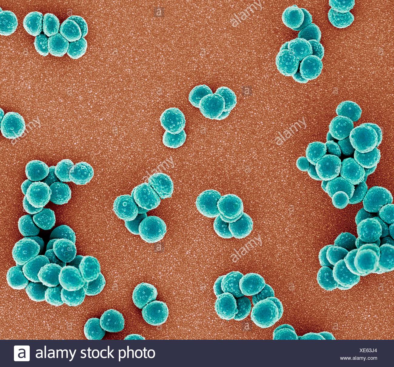Las bacterias SARM. Color análisis micrografía de electrones (SEM) de Staphylococcus aureus meticilino-resistente (SAMR) bacterias Foto de stock