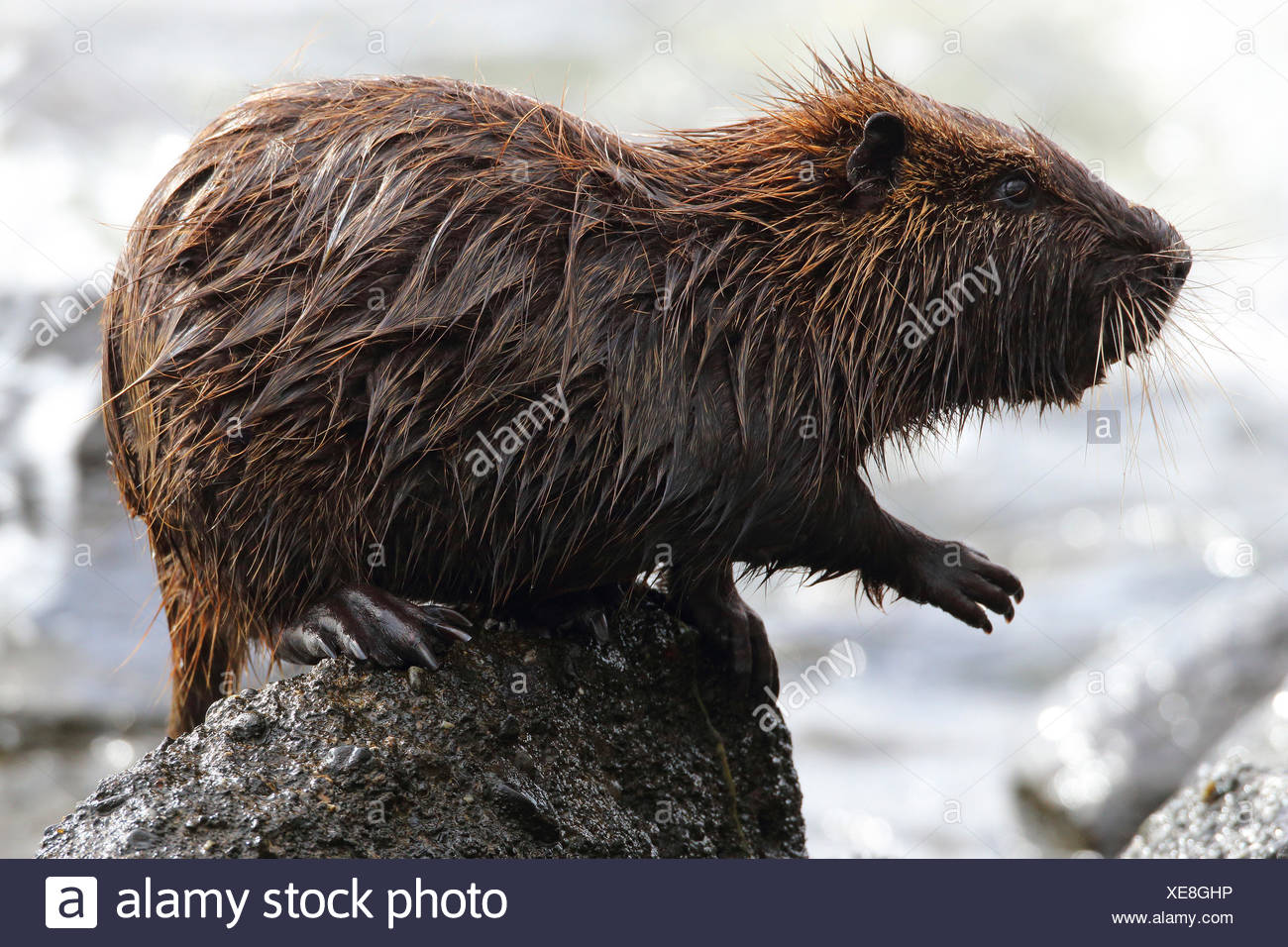 Nutria Coipo Myocastor Coypus Adultos Humedo Sobre Una Roca Puerto Natales Patagonia Chile Fotografia De Stock Alamy Nutria Coipo Myocastor Coypus Adultos Humedo Sobre Una Roca Puerto Natales Patagonia Chile Fotografia De Stock Alamy