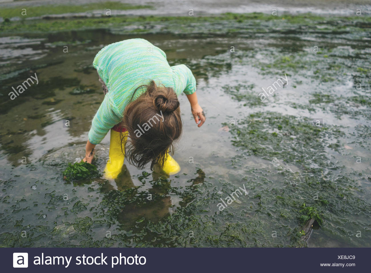 Chica recogiendo las algas en aguas superficiales Foto de stock