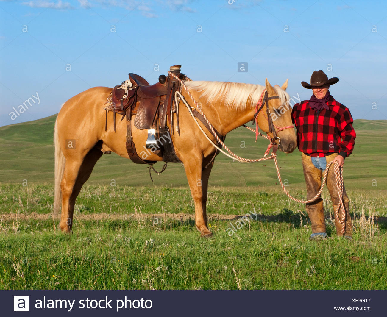 Ganadería - un vaquero posa con su caballo en una pradera verde / de Alberta, Canadá. Foto de stock