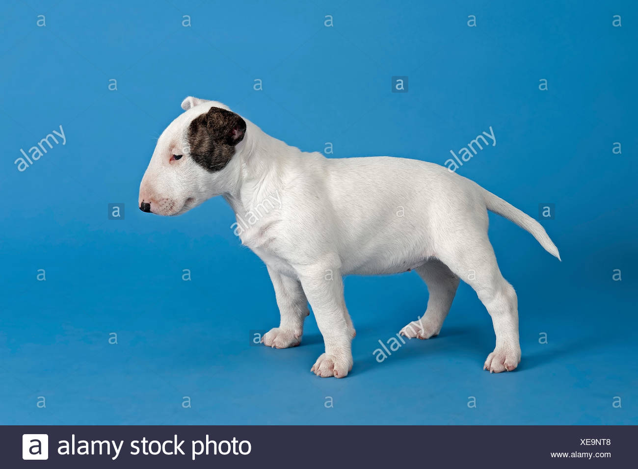 Bull Terrier cachorro, 6 semanas, con marca blanca Fotografía de stock -  Alamy