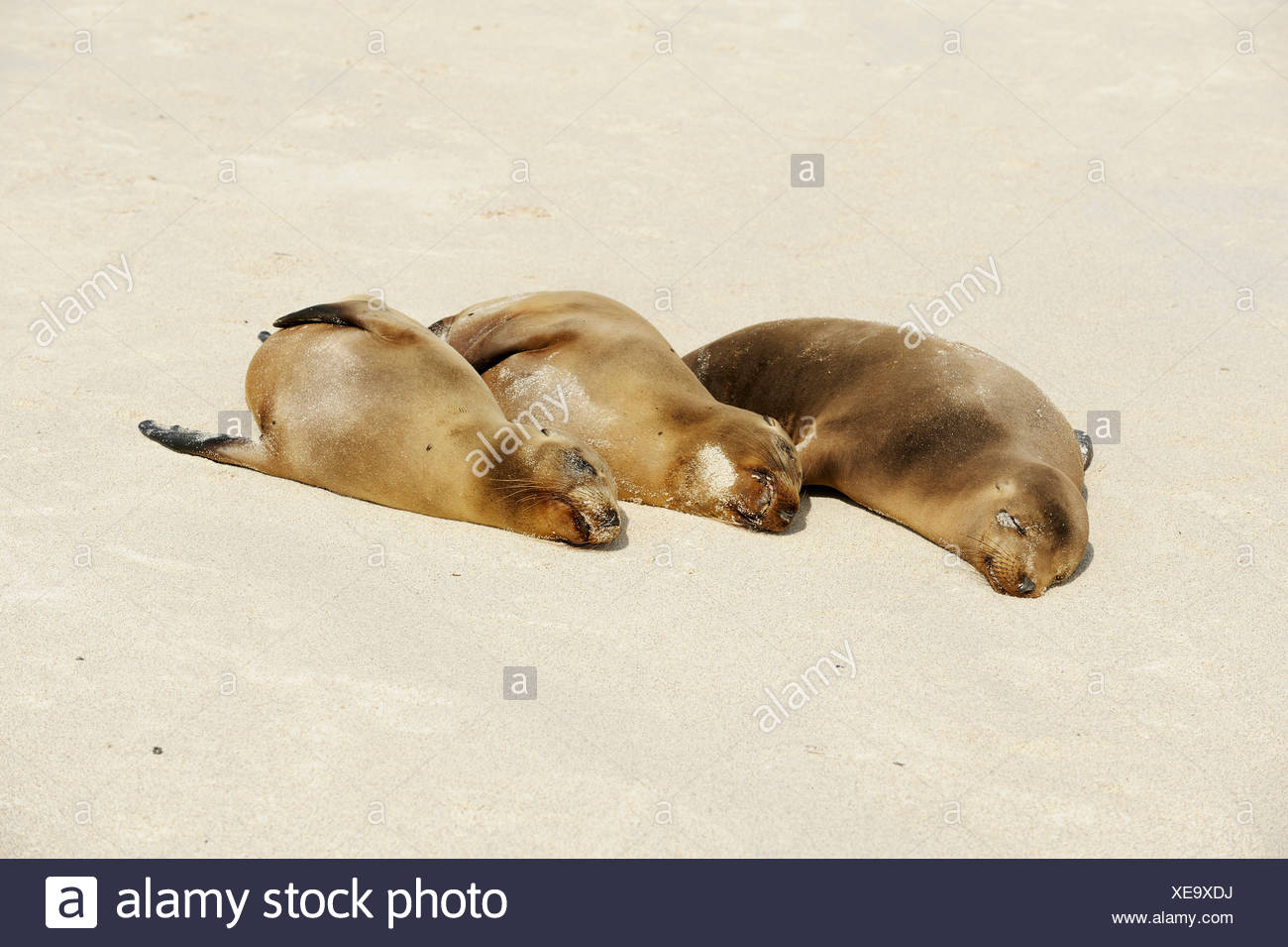 Lobo de mar de Galápagos (Zalophus wollebaeki), adultos en playa, Espanola Isla Galápagos, Ecuador, Sudamérica Foto de stock
