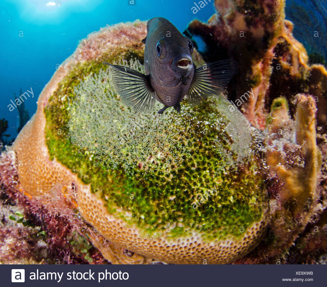 Threespot damisela, Stegastes planifrons protegiendo sus huevos en arrecifes de coral cerca de Cancún, México, el mar Caribe Foto de stock