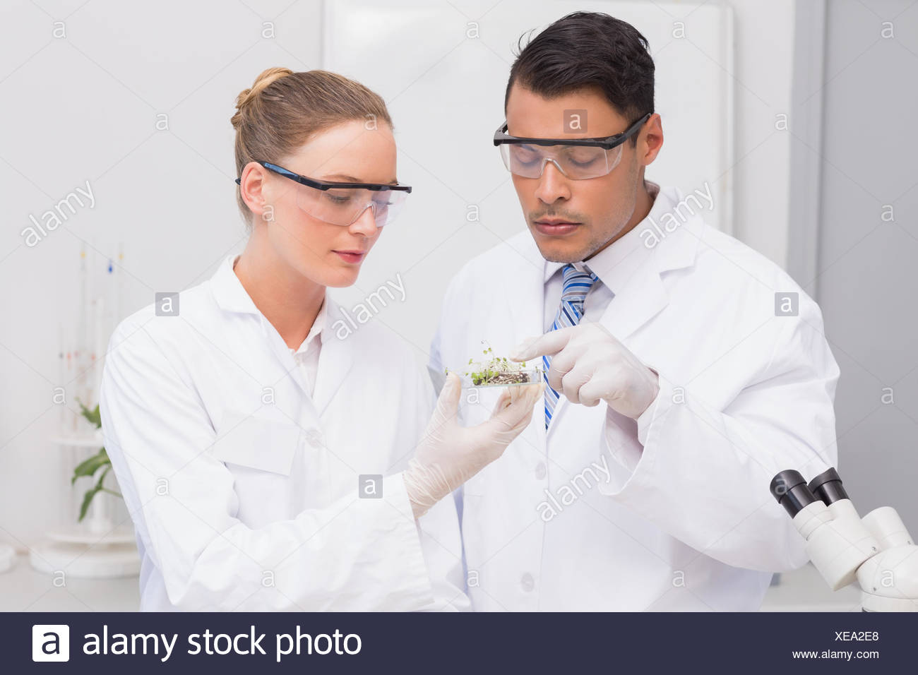 Los científicos sosteniendo una placa de Petri con pruebas de plantas Foto de stock